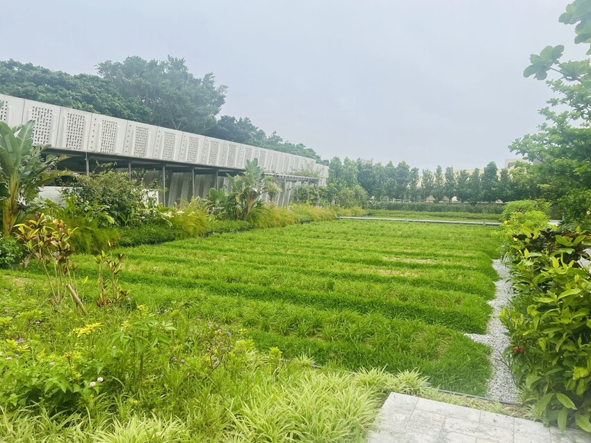 日本沖繩住宿篇：星野集團虹夕諾雅沖繩。無邊際泳池。柔道活動體