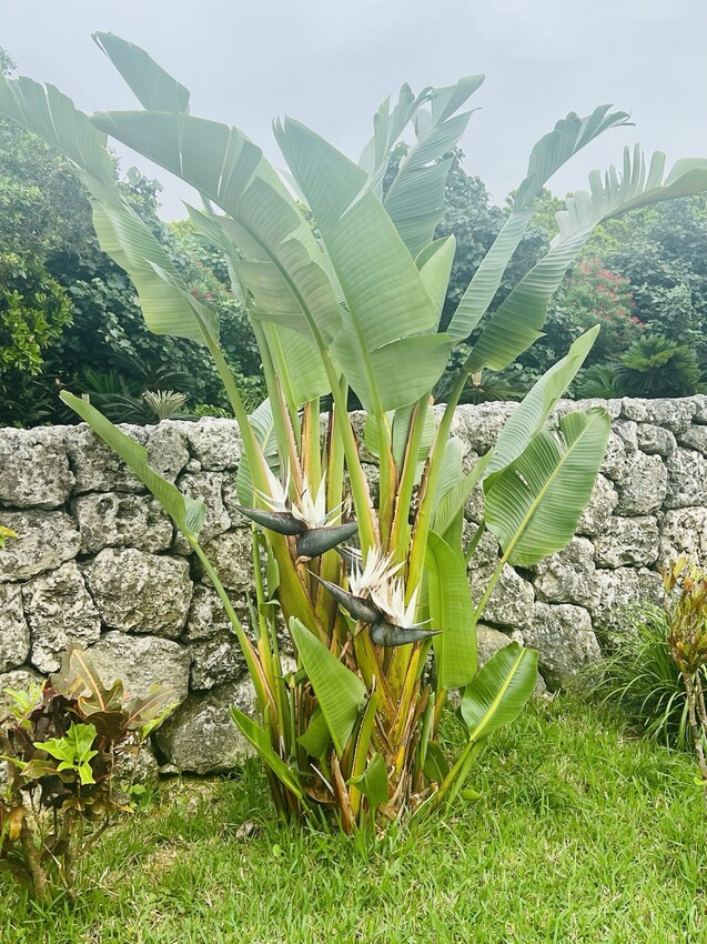 日本沖繩住宿篇：星野集團虹夕諾雅沖繩。無邊際泳池。柔道活動體