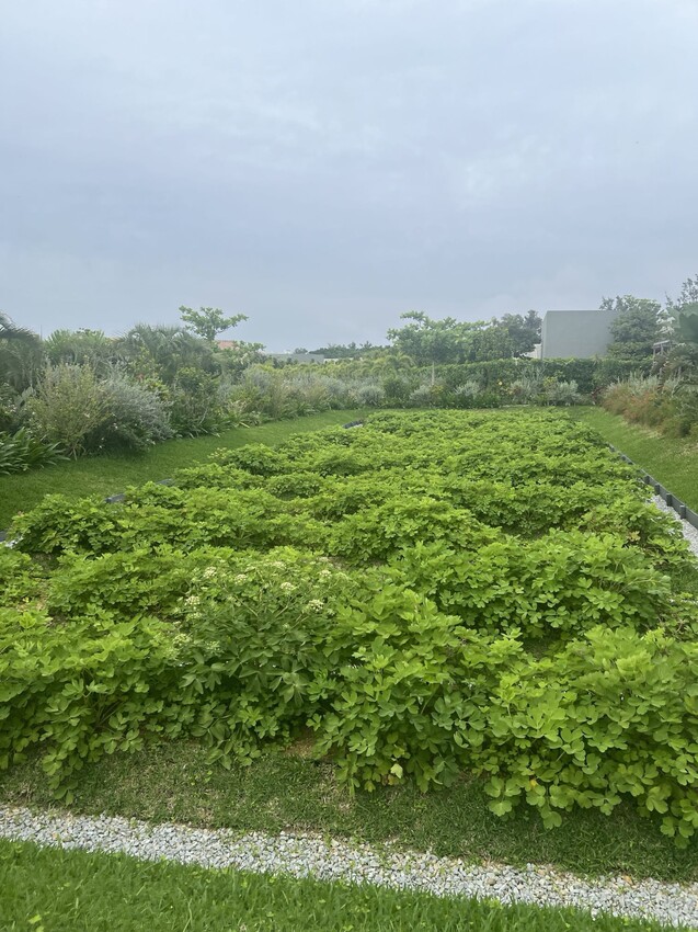 日本沖繩住宿篇：星野集團虹夕諾雅沖繩。無邊際泳池。柔道活動體
