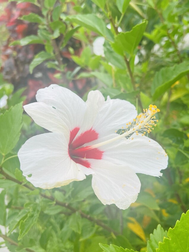 日本沖繩住宿篇：星野集團虹夕諾雅沖繩。無邊際泳池。柔道活動體