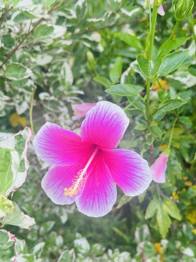 日本沖繩住宿篇：星野集團虹夕諾雅沖繩。無邊際泳池。柔道活動體