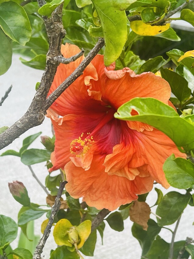 日本沖繩住宿篇：星野集團虹夕諾雅沖繩。無邊際泳池。柔道活動體