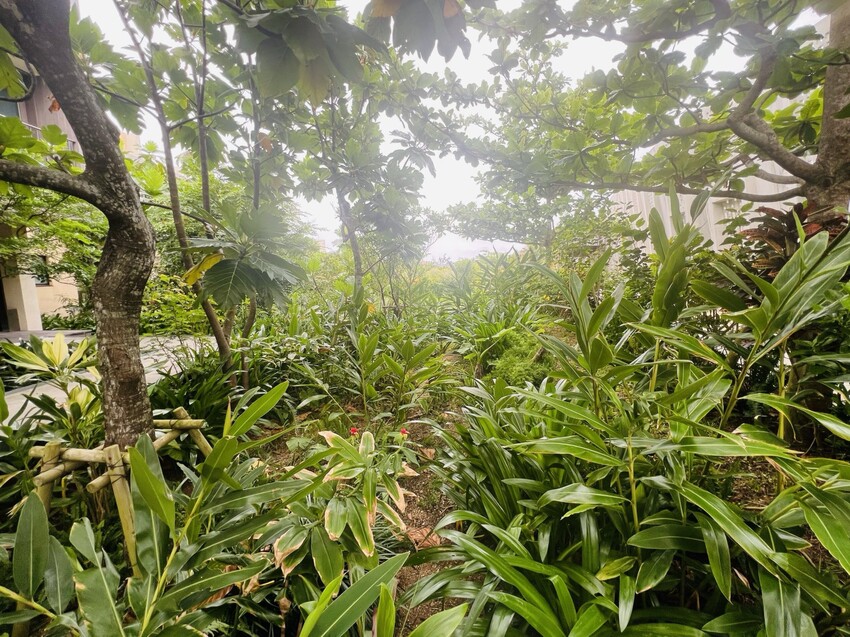 日本沖繩住宿篇：星野集團虹夕諾雅沖繩。無邊際泳池。柔道活動體