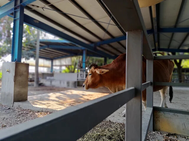 溪州公園 - 老牛安養中心 - 黃牛 溪州公園 - 老牛安養中心 - 黃牛