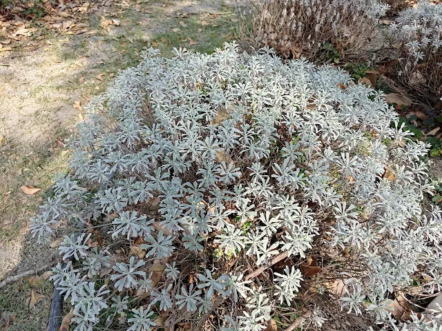 溪州公園 - 綠意湖 - 芙蓉菊 溪州公園 - 綠意湖 - 芙蓉菊