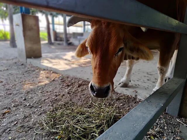 溪州公園 - 老牛安養中心 - 黃牛 溪州公園 - 老牛安養中心 - 黃牛