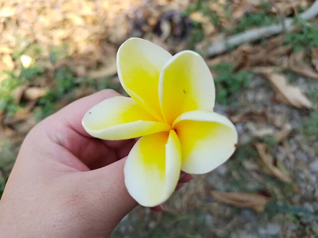 溪州公園 - 老牛安養中心 - 緬梔花 溪州公園 - 老牛安養中心 - 緬梔花