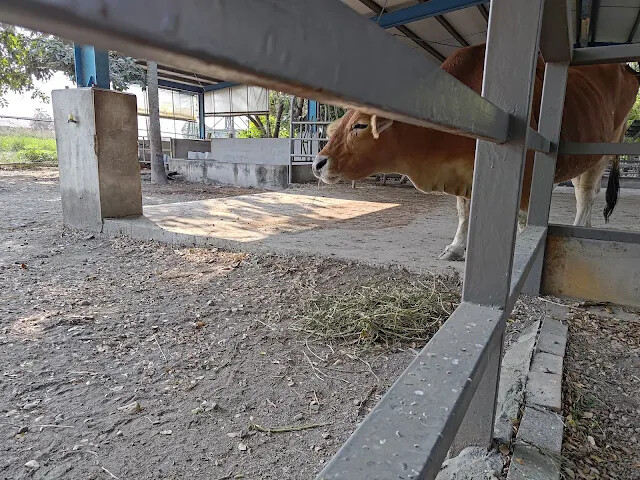 溪州公園 - 老牛安養中心 - 黃牛 溪州公園 - 老牛安養中心 - 黃牛