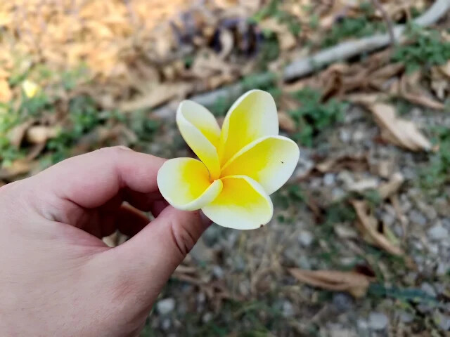 溪州公園 - 老牛安養中心 - 緬梔花 溪州公園 - 老牛安養中心 - 緬梔花