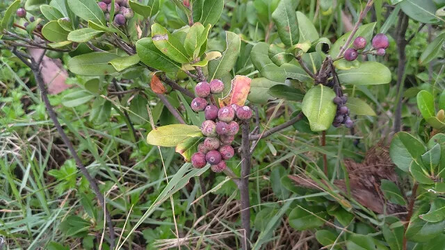 和平島地質公園 - 厚葉石斑木