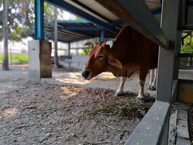溪州公園 - 老牛安養中心 - 黃牛 溪州公園 - 老牛安養中心 - 黃牛