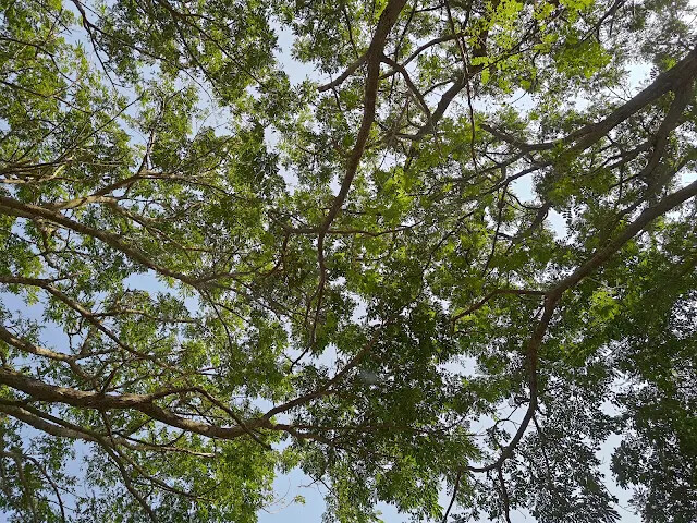 溪州公園 - 停車場 溪州公園 - 停車場