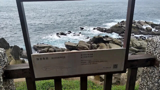 和平島地質公園 - 環山步道 - 彈塗魚岩