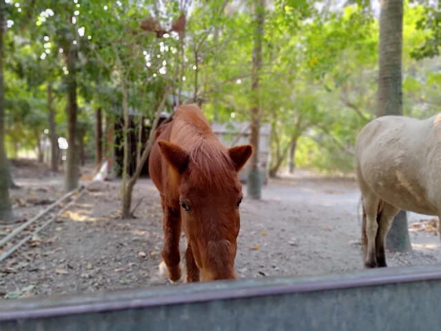 溪州公園 - 老牛安養中心 - 迷你馬 溪州公園 - 老牛安養中心 - 迷你馬