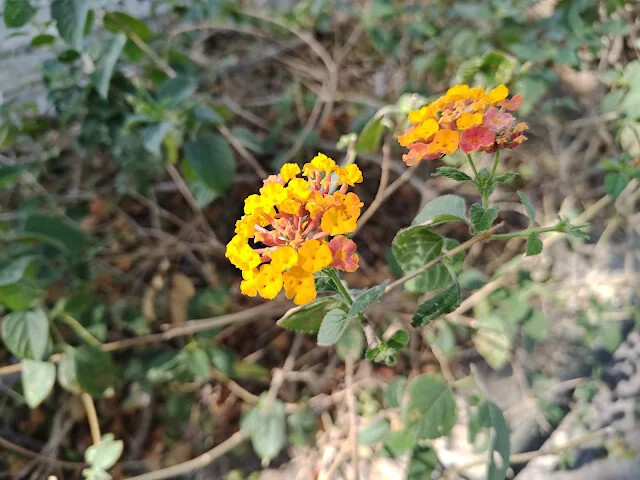 溪州公園 - 停車場 - 馬櫻丹 溪州公園 - 停車場 - 馬櫻丹