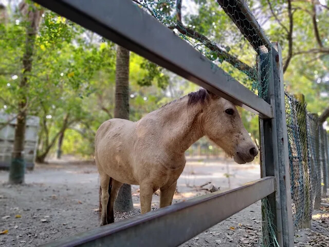 溪州公園 - 老牛安養中心 - 迷你馬 溪州公園 - 老牛安養中心 - 迷你馬