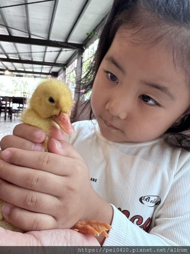 宜蘭親子景點 謝記農場 鴨寮故事館 參觀鴨鴨的家 近距離餵鴨