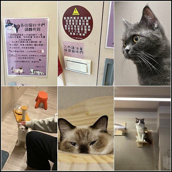 台中寵物友善髮廊｜台中染髮｜台中剪髮 推薦【VS.hair】