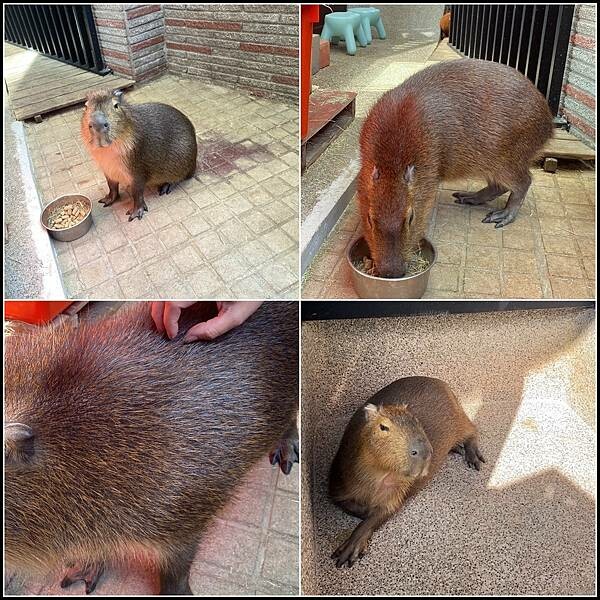 台中寵物友善髮廊｜台中染髮｜台中剪髮 推薦【VS.hair】