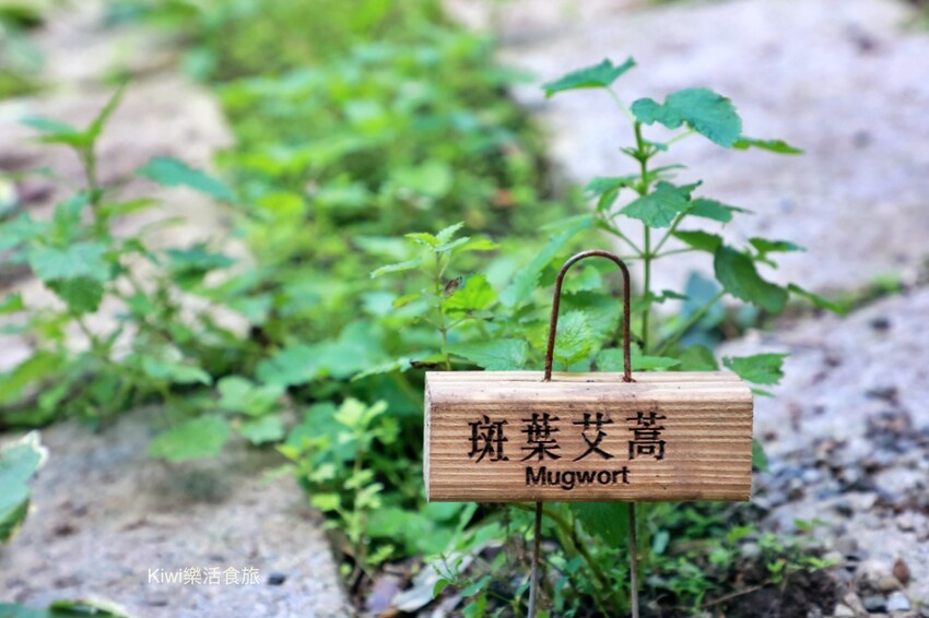 台中一日遊|2024國際花毯節,新社花海周邊景點推薦安妮公主花園、后里檸檬森林、台中后里樹生酒莊 - Kiwi 樂活食旅