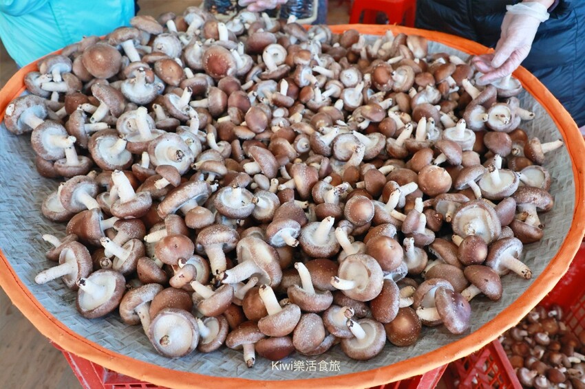 台中一日遊|2024國際花毯節,新社花海周邊景點推薦安妮公主花園、后里檸檬森林、台中后里樹生酒莊 - Kiwi 樂活食旅