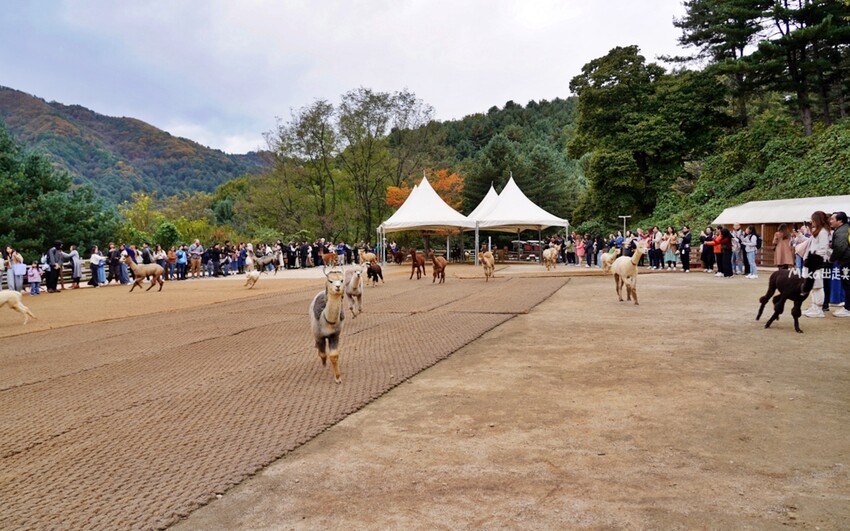 韓國親子景點「江原道羊駝世界」羊駝大軍奔跑超壯觀,近距離接觸水豚 兔子。