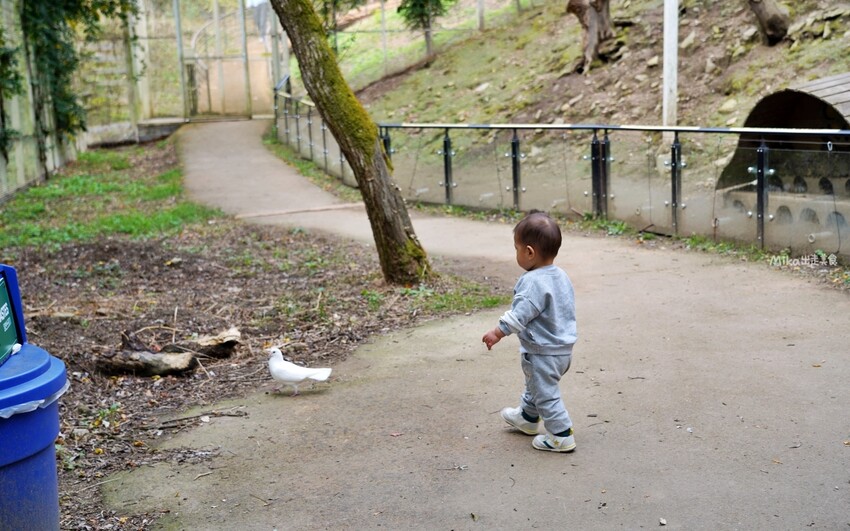 韓國親子景點「江原道羊駝世界」羊駝大軍奔跑超壯觀,近距離接觸水豚 兔子。