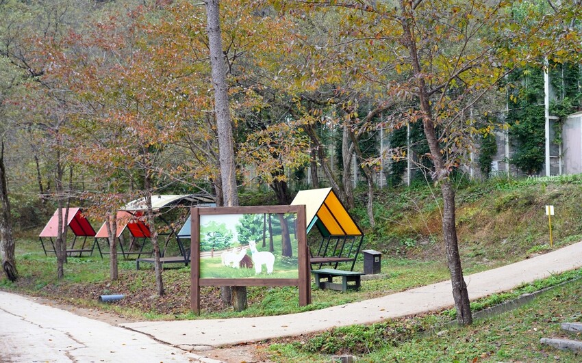 韓國親子景點「江原道羊駝世界」羊駝大軍奔跑超壯觀,近距離接觸水豚 兔子。