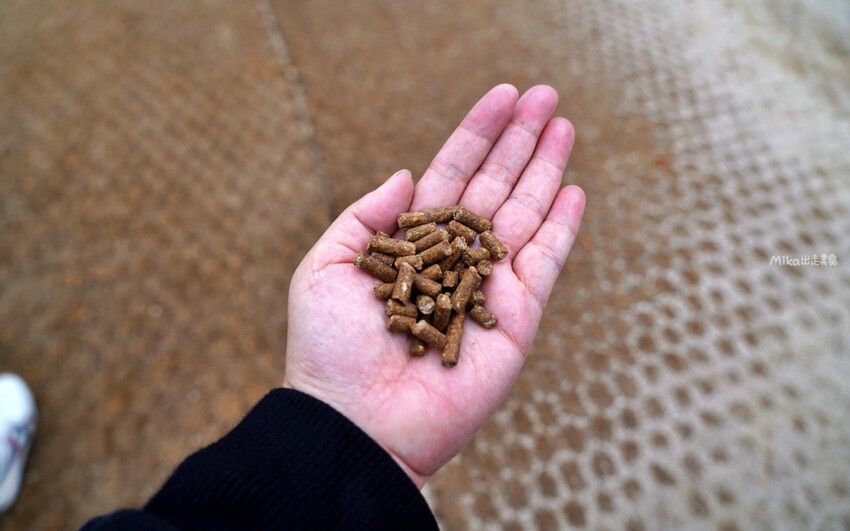 韓國親子景點「江原道羊駝世界」羊駝大軍奔跑超壯觀,近距離接觸水豚 兔子。