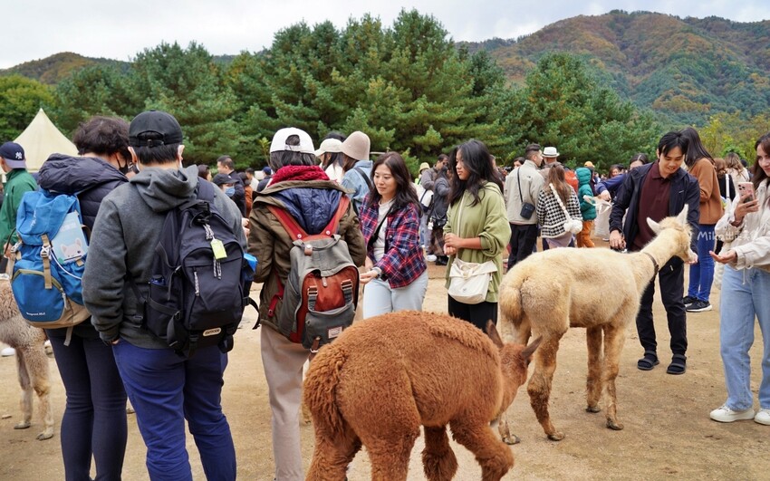 韓國親子景點「江原道羊駝世界」羊駝大軍奔跑超壯觀,近距離接觸水豚 兔子。