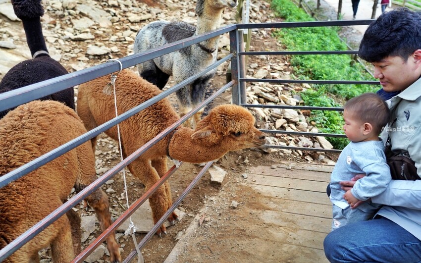 韓國親子景點「江原道羊駝世界」羊駝大軍奔跑超壯觀,近距離接觸水豚 兔子。