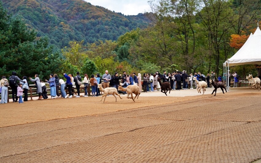 韓國親子景點「江原道羊駝世界」羊駝大軍奔跑超壯觀,近距離接觸水豚 兔子。