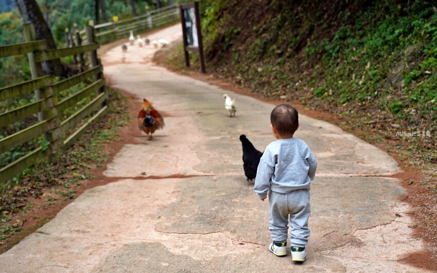韓國親子景點「江原道羊駝世界」羊駝大軍奔跑超壯觀,近距離接觸水豚 兔子。