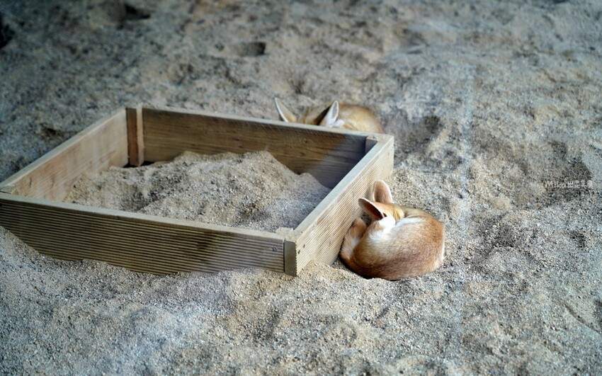 韓國親子景點「江原道羊駝世界」羊駝大軍奔跑超壯觀,近距離接觸水豚 兔子。