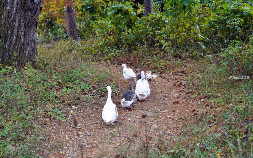 韓國親子景點「江原道羊駝世界」羊駝大軍奔跑超壯觀,近距離接觸水豚 兔子。