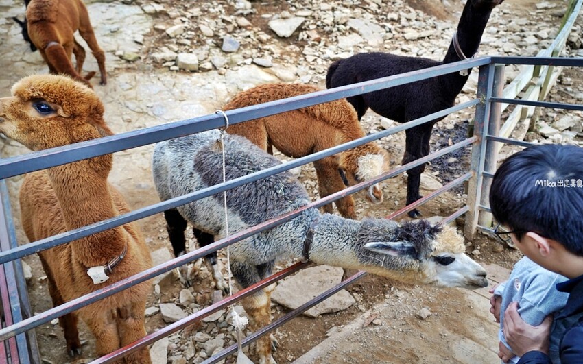 韓國親子景點「江原道羊駝世界」羊駝大軍奔跑超壯觀,近距離接觸水豚 兔子。
