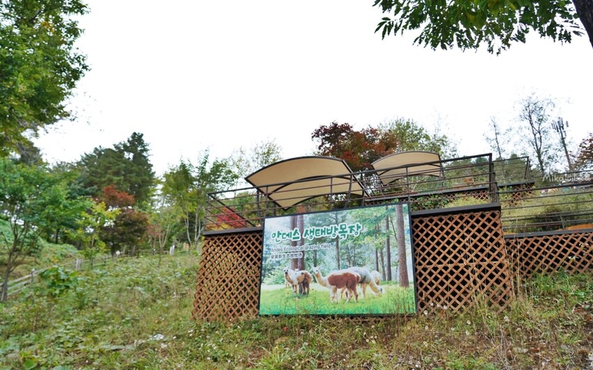 韓國親子景點「江原道羊駝世界」羊駝大軍奔跑超壯觀,近距離接觸水豚 兔子。
