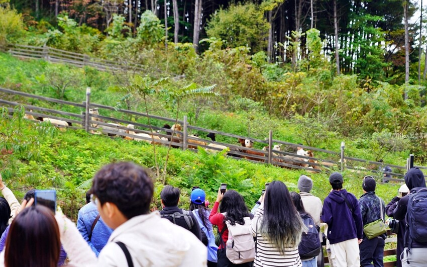 韓國親子景點「江原道羊駝世界」羊駝大軍奔跑超壯觀,近距離接觸水豚 兔子。