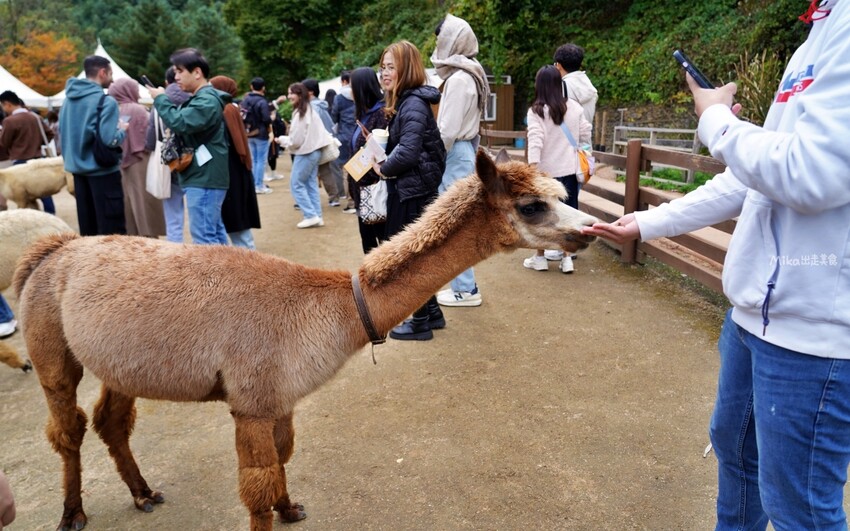 韓國親子景點「江原道羊駝世界」羊駝大軍奔跑超壯觀,近距離接觸水豚 兔子。