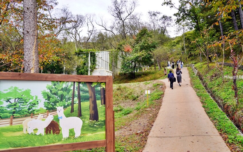 韓國親子景點「江原道羊駝世界」羊駝大軍奔跑超壯觀,近距離接觸水豚 兔子。