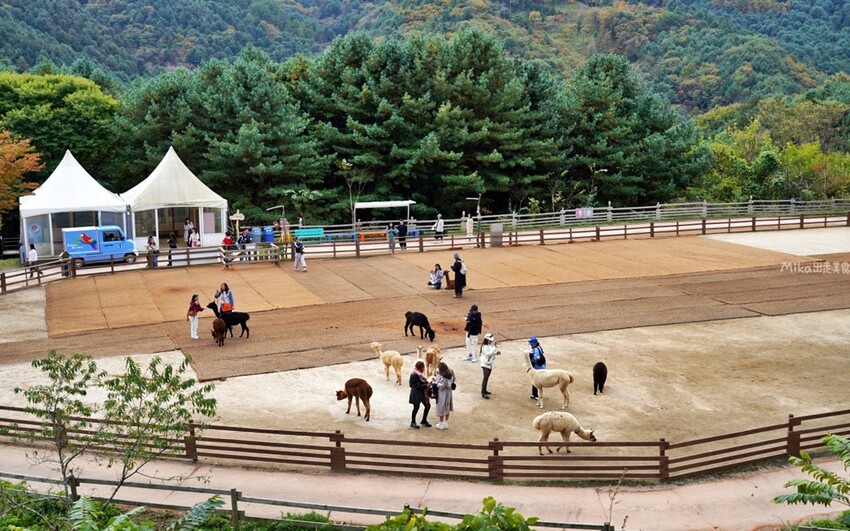 韓國親子景點「江原道羊駝世界」羊駝大軍奔跑超壯觀,近距離接觸水豚 兔子。