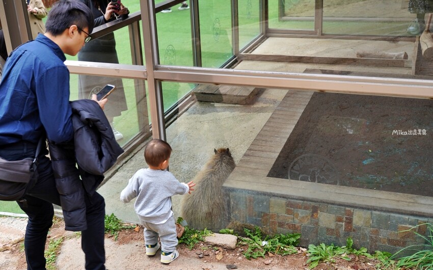 韓國親子景點「江原道羊駝世界」羊駝大軍奔跑超壯觀,近距離接觸水豚 兔子。