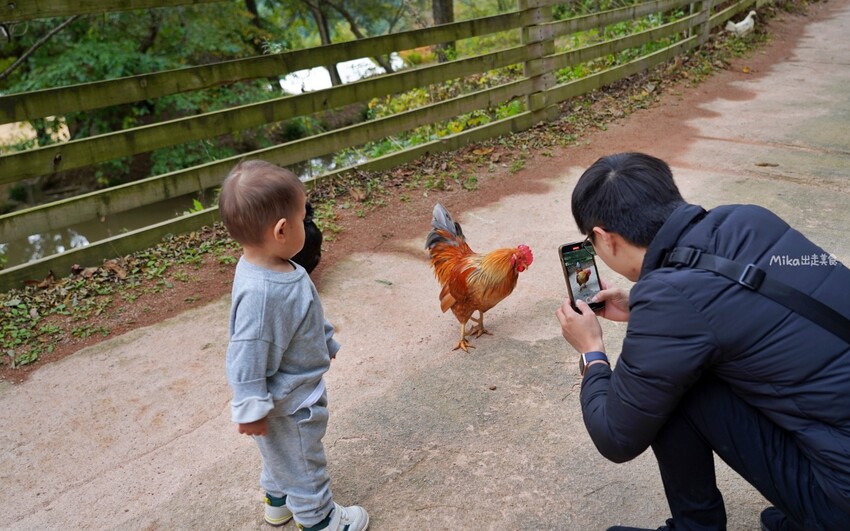 韓國親子景點「江原道羊駝世界」羊駝大軍奔跑超壯觀,近距離接觸水豚 兔子。