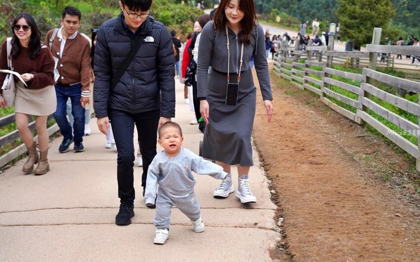 韓國親子景點「江原道羊駝世界」羊駝大軍奔跑超壯觀,近距離接觸水豚 兔子。
