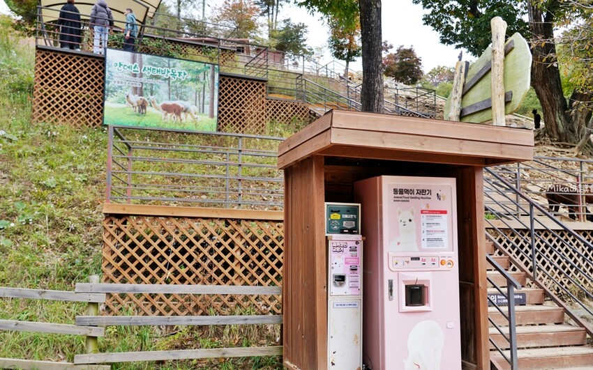 韓國親子景點「江原道羊駝世界」羊駝大軍奔跑超壯觀,近距離接觸水豚 兔子。