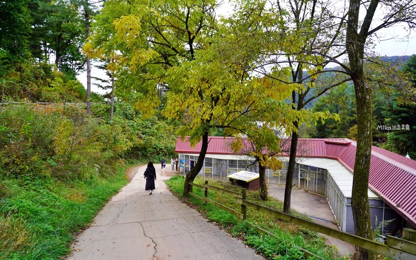 韓國親子景點「江原道羊駝世界」羊駝大軍奔跑超壯觀,近距離接觸水豚 兔子。