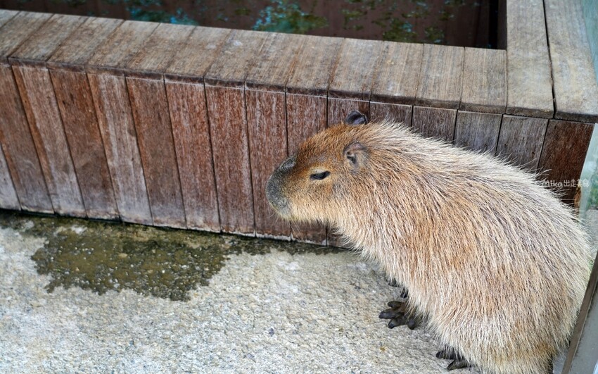 韓國親子景點「江原道羊駝世界」羊駝大軍奔跑超壯觀,近距離接觸水豚 兔子。