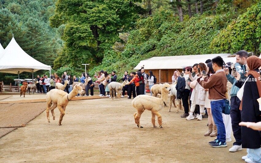 韓國親子景點「江原道羊駝世界」羊駝大軍奔跑超壯觀,近距離接觸水豚 兔子。