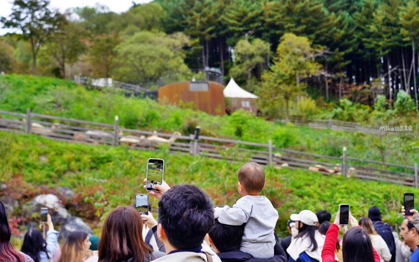 韓國親子景點「江原道羊駝世界」羊駝大軍奔跑超壯觀,近距離接觸水豚 兔子。