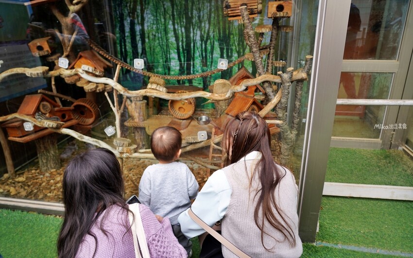 韓國親子景點「江原道羊駝世界」羊駝大軍奔跑超壯觀,近距離接觸水豚 兔子。